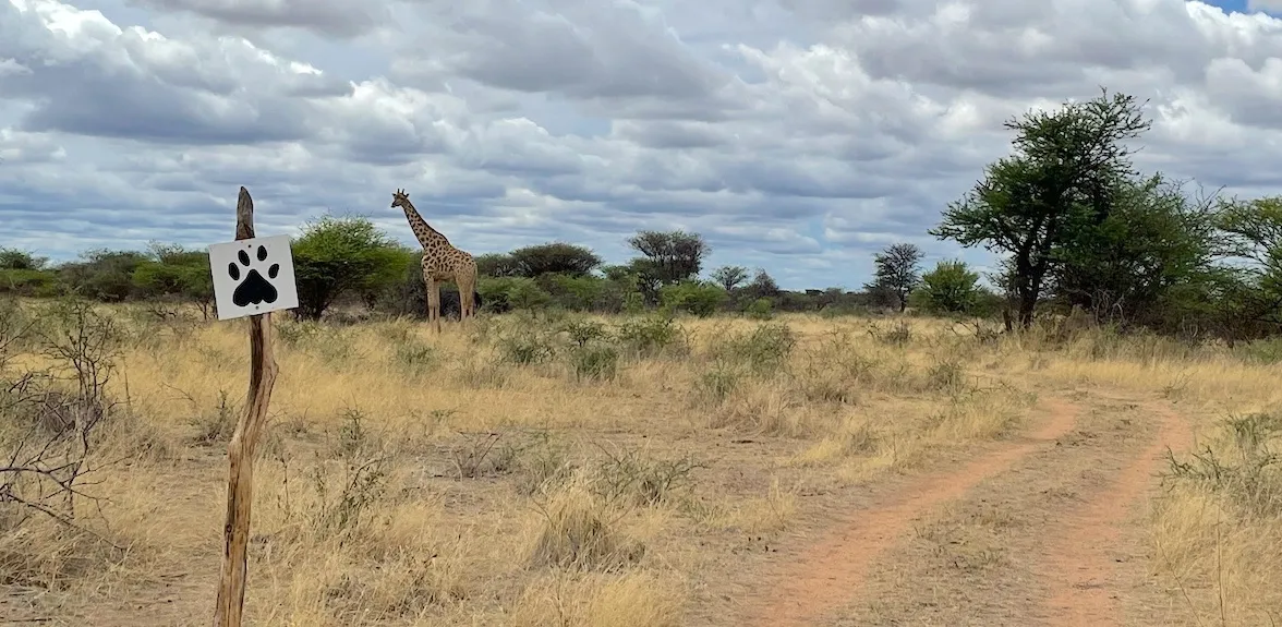 Walking safari